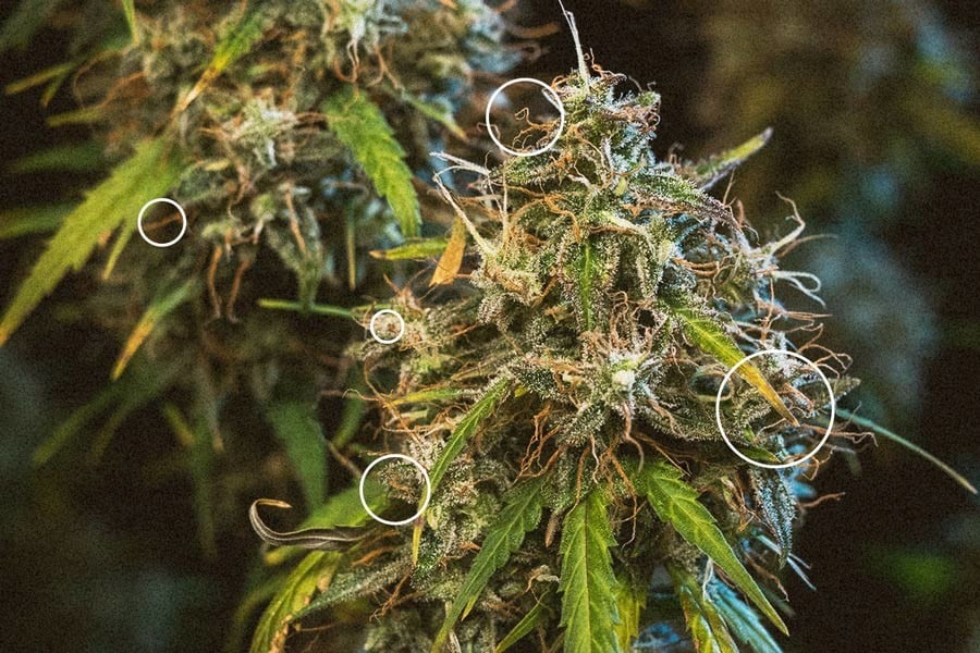 Cosechar marihuana: Encuentra el momento adecuado - Royal Queen Seeds