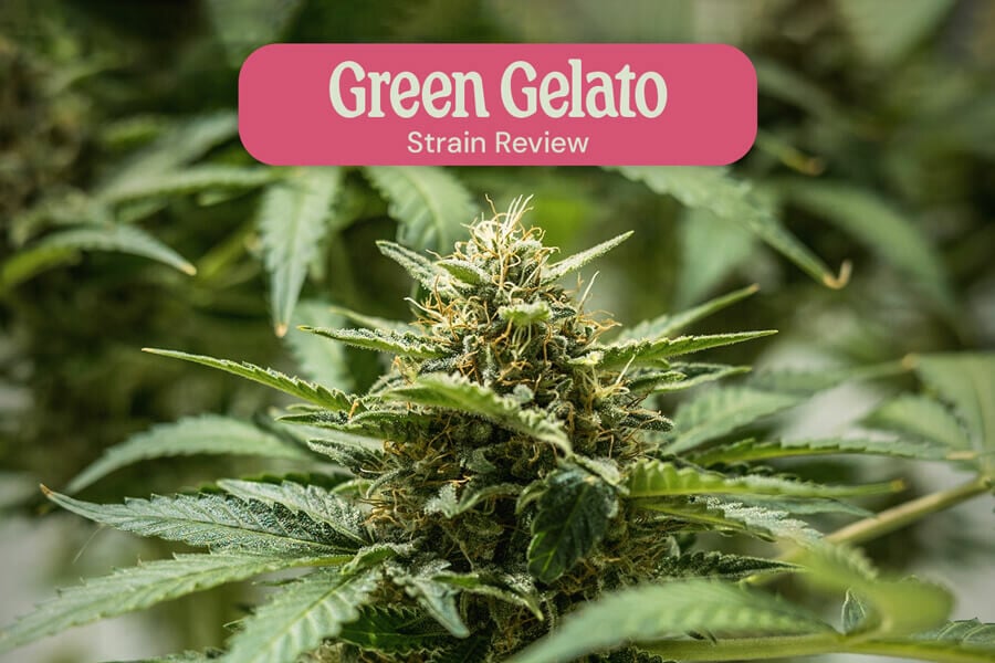 Green Gelato de Royal Queen Seeds