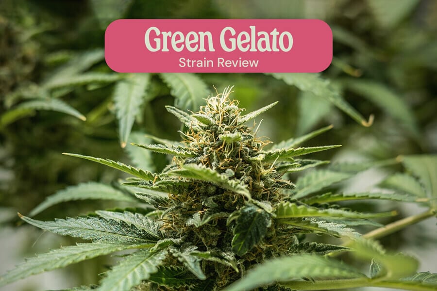 Análisis de la variedad de marihuana Green Gelato