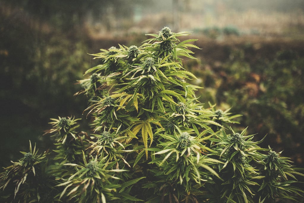 Qué es la marihuana fotoperiódica y cómo cultivarla en exterior