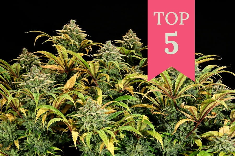 Top 5 de cepas de marihuana de RQS para cultivar en SOG