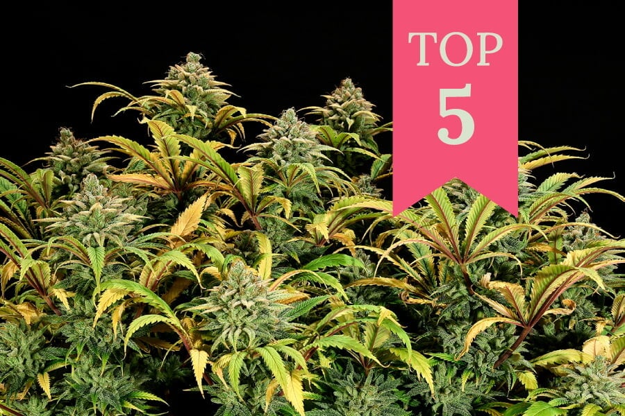 Las mejores variedades de marihuana para el método SOG
