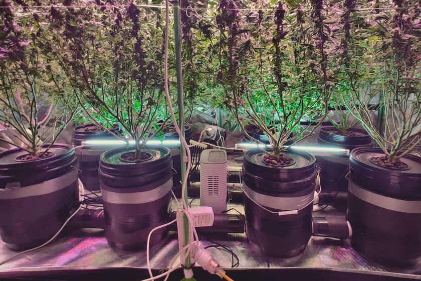 Consigue cosechas de marihuana enormes con el cultivo en aguas profundas (DWC)