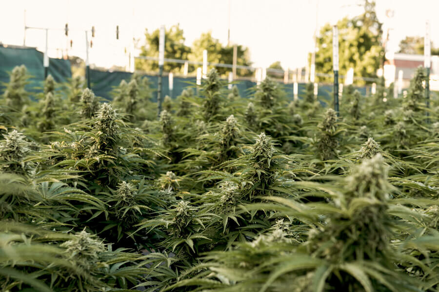 ¿Cuánta luz necesitan las plantas de cannabis en exterior?