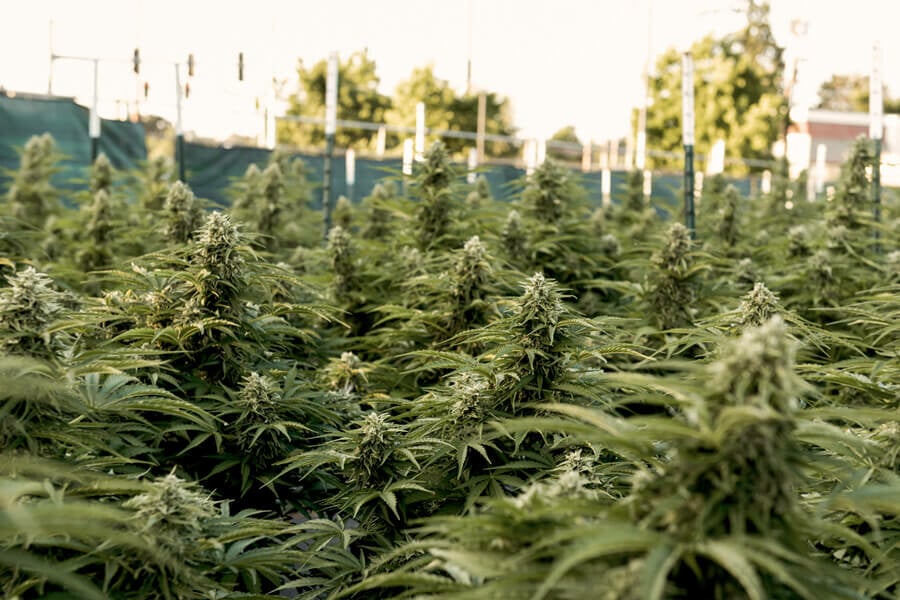 ¿Cuánta luz necesitan las plantas de cannabis en exterior?