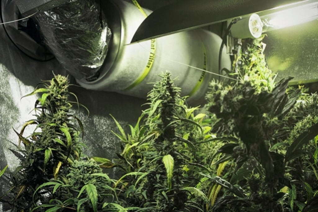 Cómo utilizar filtros de carbono en tu cultivo de marihuana - RQS Blog