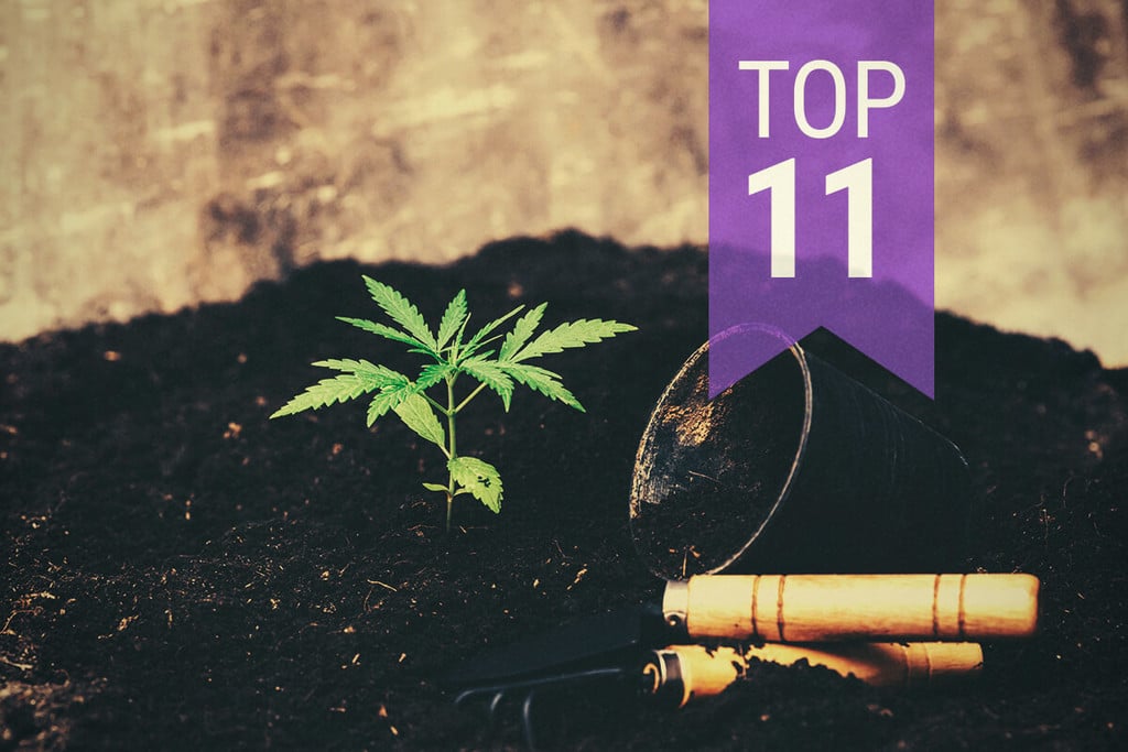 Los 11 principales errores a evitar al cultivar marihuana 