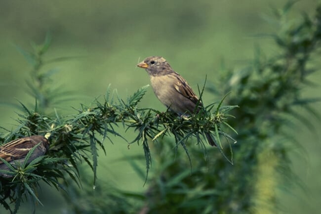 Pájaros y marihuana: síntomas y soluciones