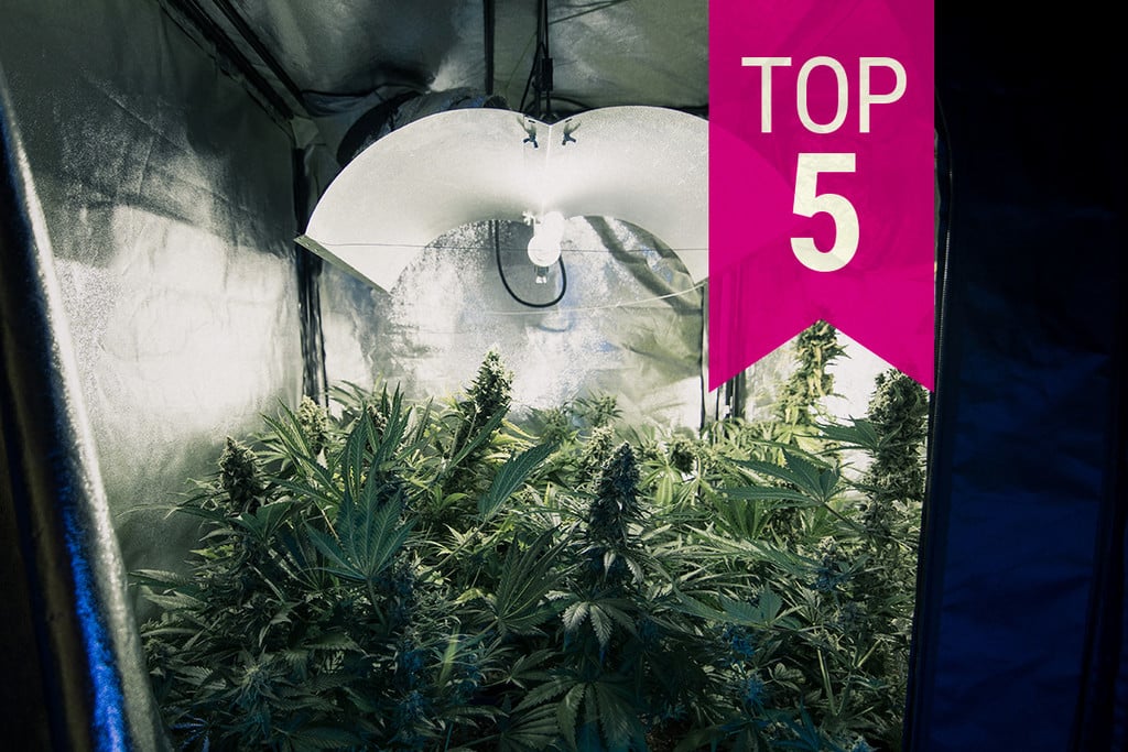 Top 5 de variedades de marihuana poco aromáticas para un cultivo discreto