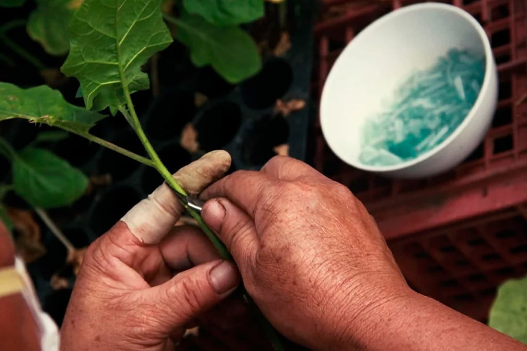 Injertar marihuana y cultivar varias cepas en una planta 