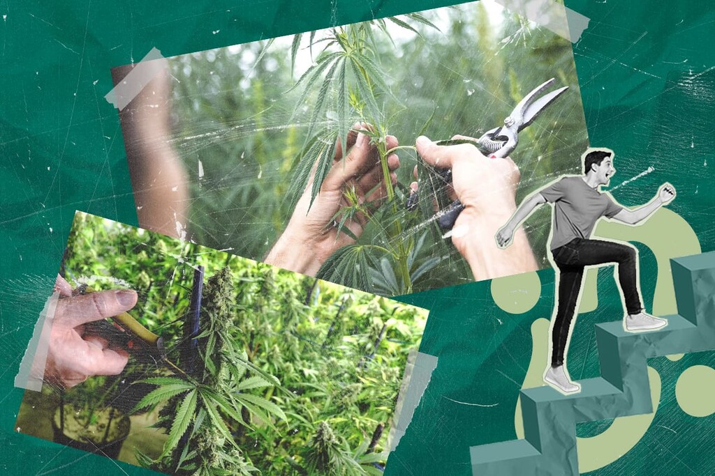 Cómo injertar cannabis para cultivar diferentes variedades en una sola planta