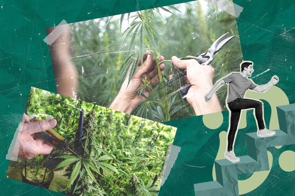 Cómo injertar cannabis para cultivar diferentes variedades en una sola planta