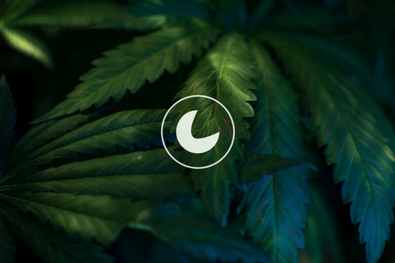 Anemia de células falciformes: ¿puede la marihuana mejorar los síntomas?