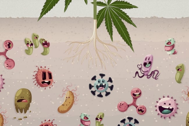 Por qué los microbios del suelo son clave en tu cultivo de marihuana