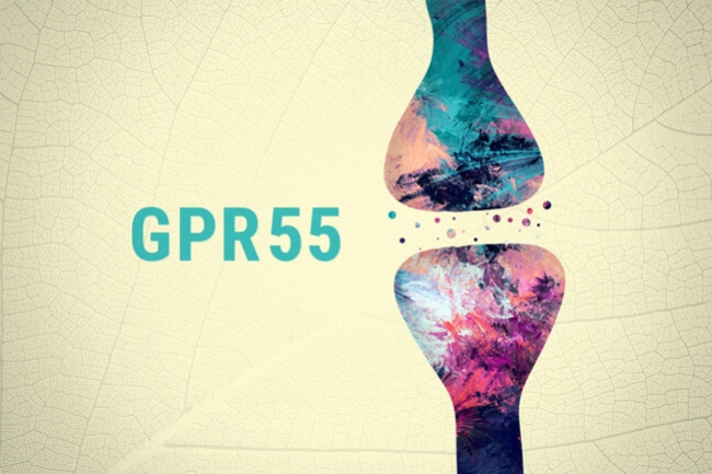 GPR55: ¿El tercer receptor cannabinoide?