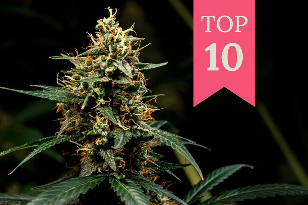 Las 10 mejores variedades de marihuana Kush