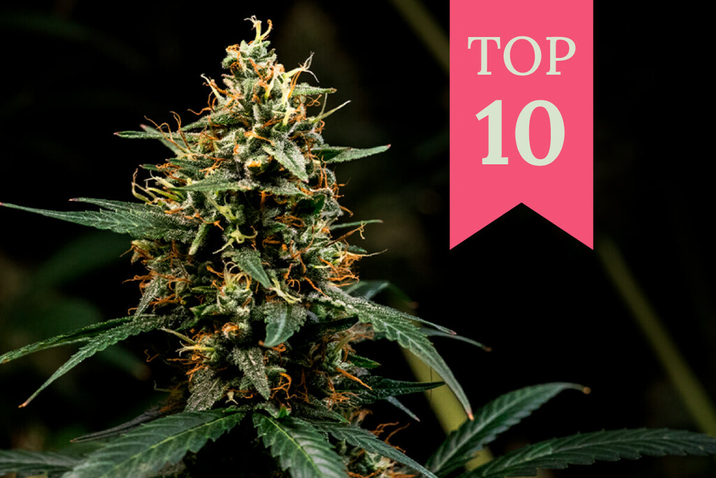 Las 10 mejores variedades de marihuana Kush