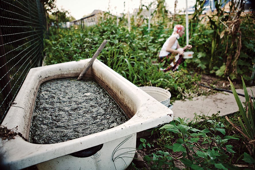 Cómo fertilizar tus plantas de marihuana con té de compost