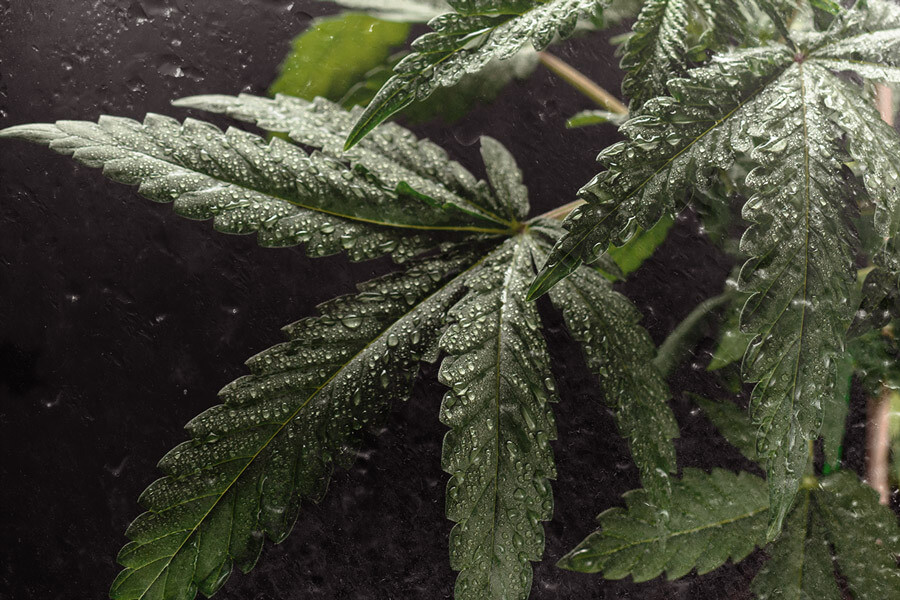 ¿Cómo puede aumentar las cosechas de marihuana el déficit de presión de vapor (DPV) ?