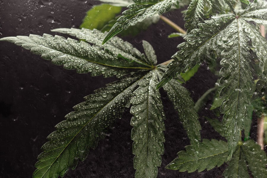 ¿Cómo puede aumentar las cosechas de marihuana el déficit de presión de vapor (DPV) ?