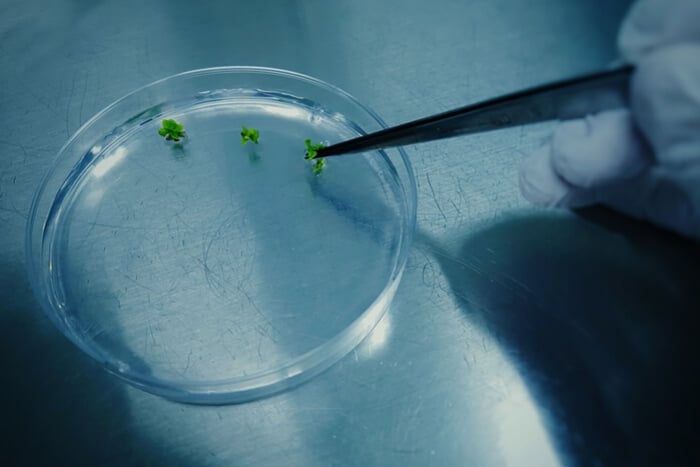 Cultivo de tejidos: ¿el futuro de la clonación de cannabis?
