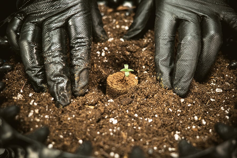 La mejor tierra para cultivar cannabis autofloreciente