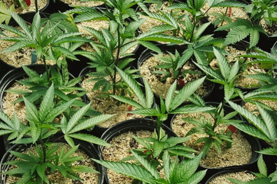 Cómo usar el acolchado para conseguir plantas de marihuana sanas