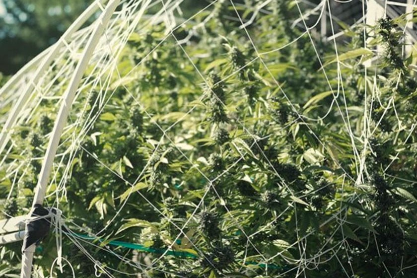 El arte del enrejado de la marihuana