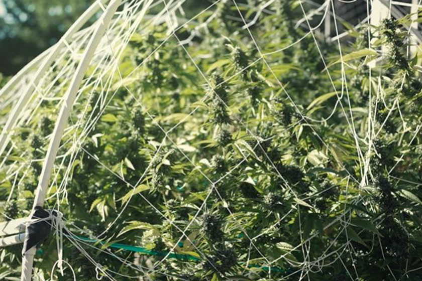 El arte del enrejado de la marihuana