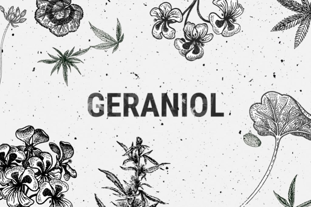 Geraniol: un terpeno interesante de la marihuana