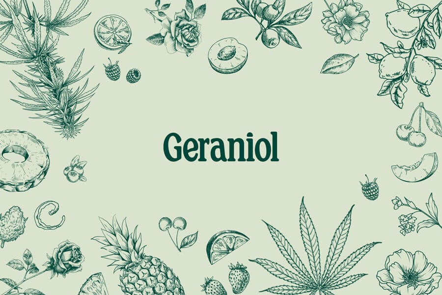 Geraniol: Un terpeno dulce y floral con gran potencial