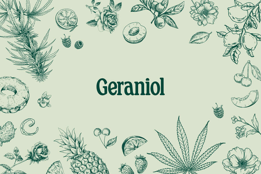 Geraniol: Un terpeno dulce y floral con gran potencial