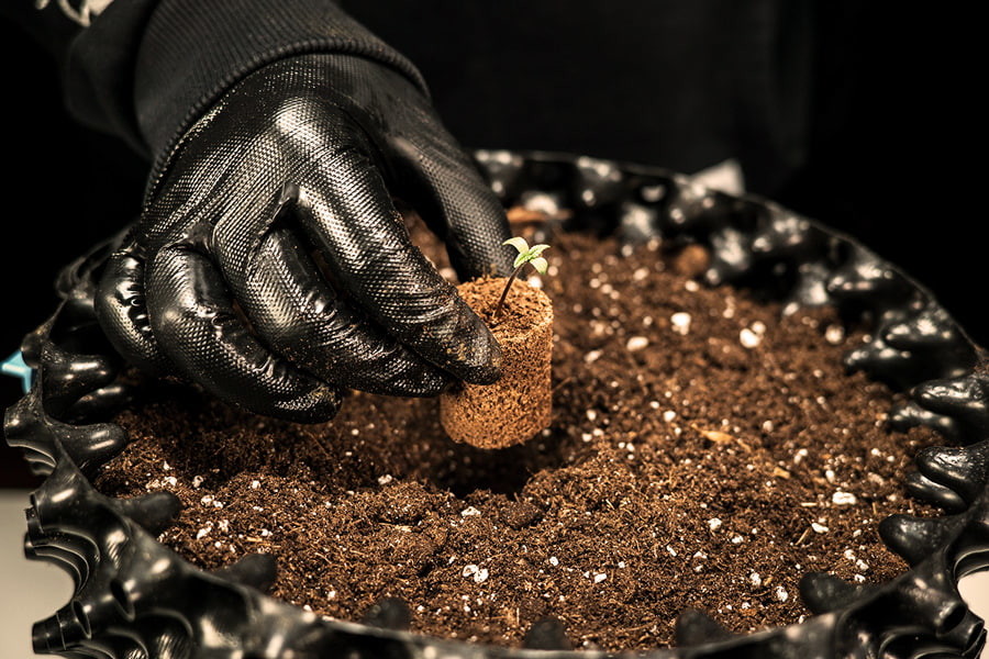 Cómo y cuándo trasplantar las plántulas de marihuana 