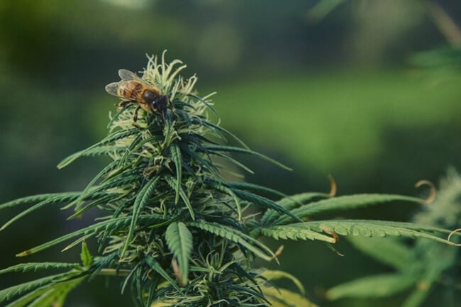 El curioso caso de las abejas y la marihuana