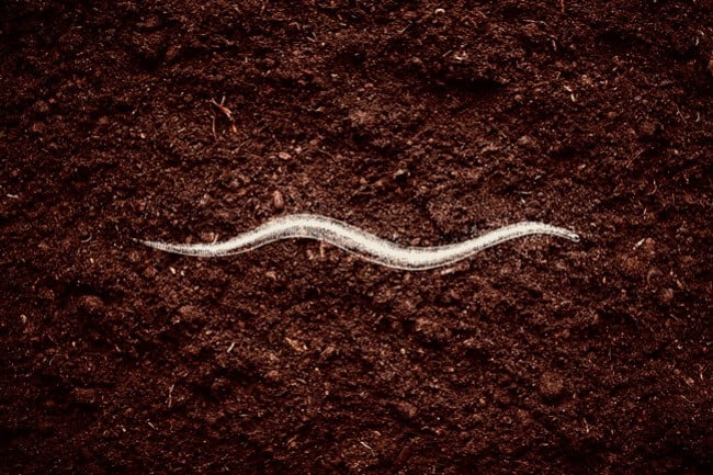 Todo lo que debes saber sobre los nematodos a la hora de cultivar marihuana