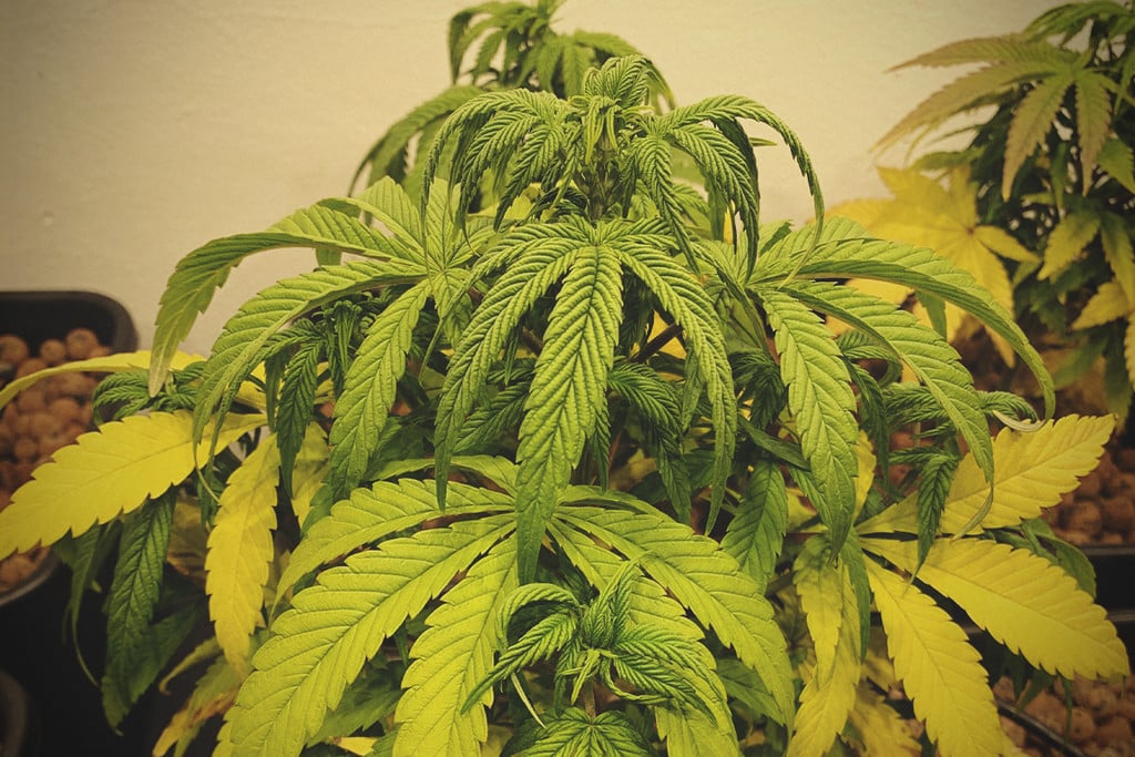 Cómo revivir una planta de marihuana enferma