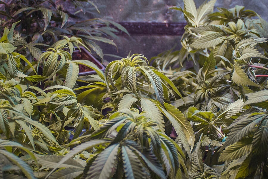 ¿Por qué se enrollan las hojas de marihuana? Causas habituales y soluciones