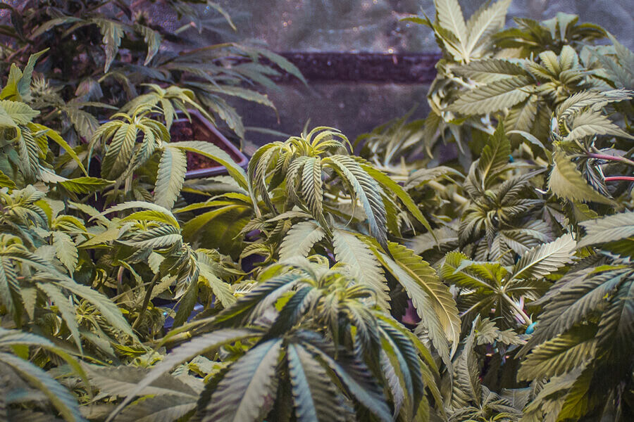 ¿Por qué se enrollan las hojas de marihuana? Causas habituales y soluciones