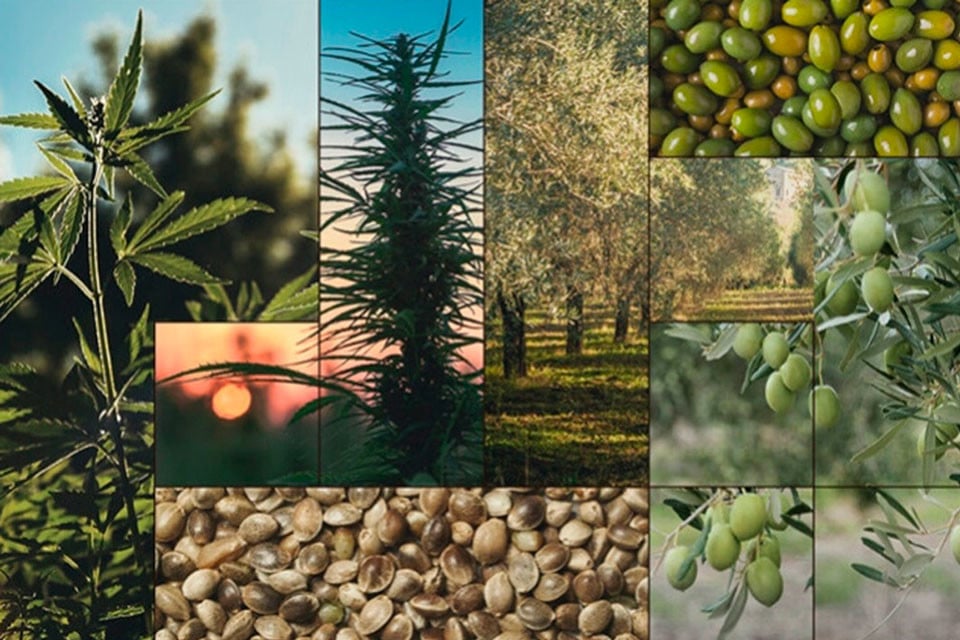 Aceite de semillas de cáñamo vs. aceite de oliva: ¿Cuál es la diferencia?