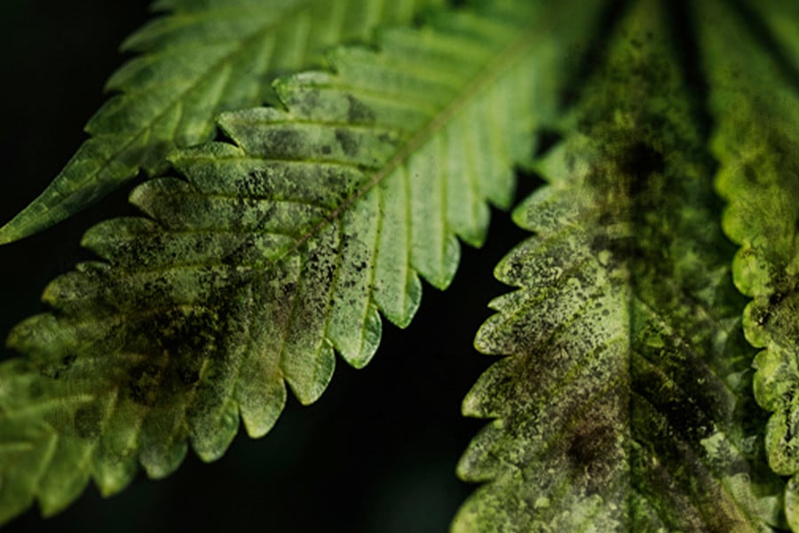 Marihuana y hongo negrilla: cómo tratarlo y prevenirlo