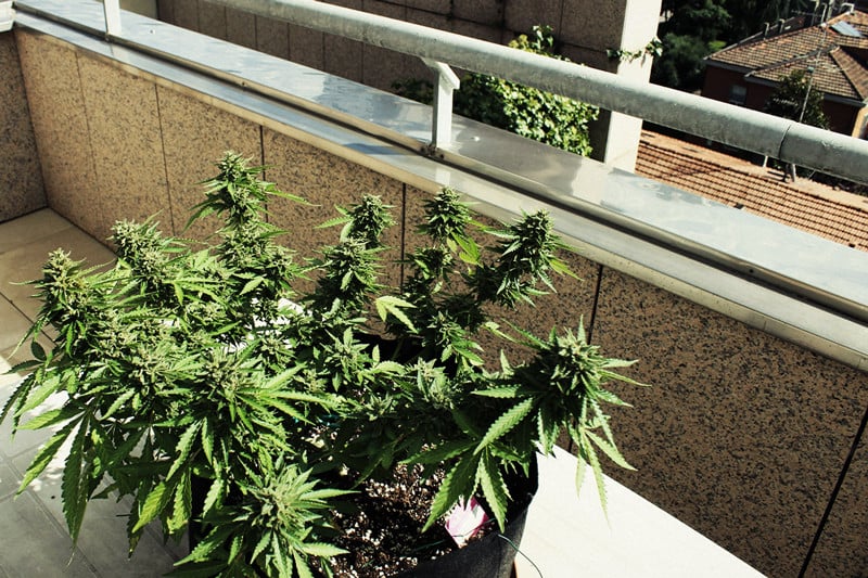 Cómo cultivar la mejor marihuana en un balcón o terraza