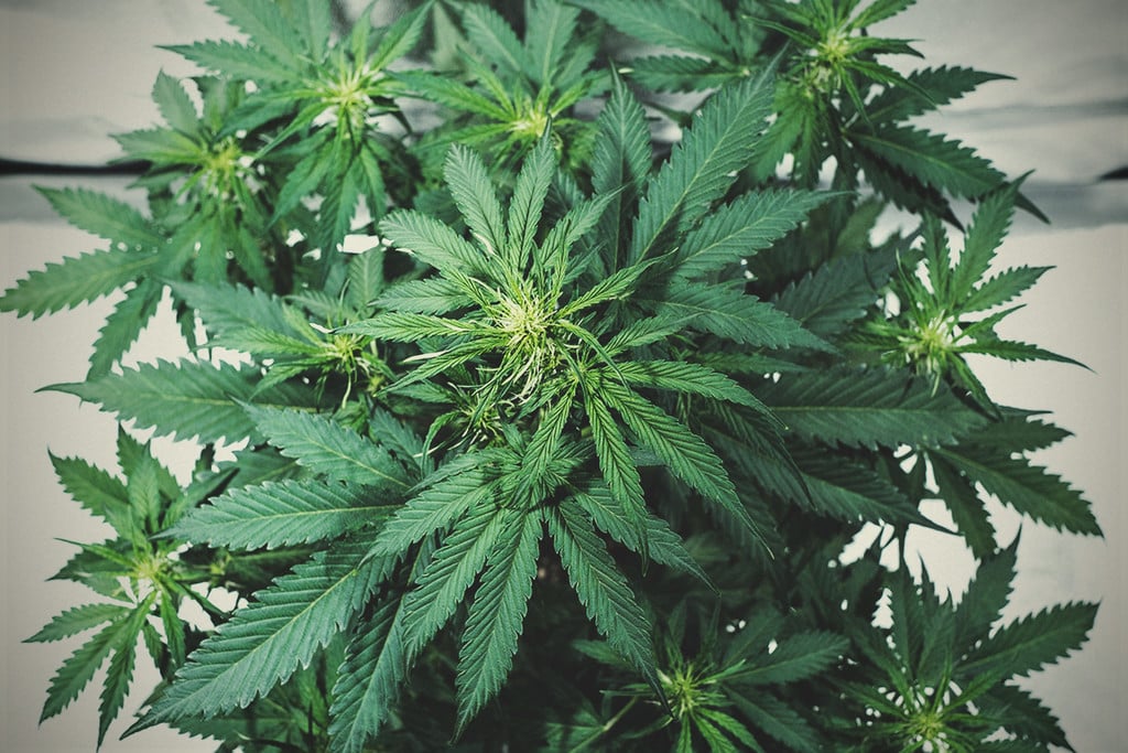 Potenciadores de floración para marihuana: ¿Ayuda o placebo?