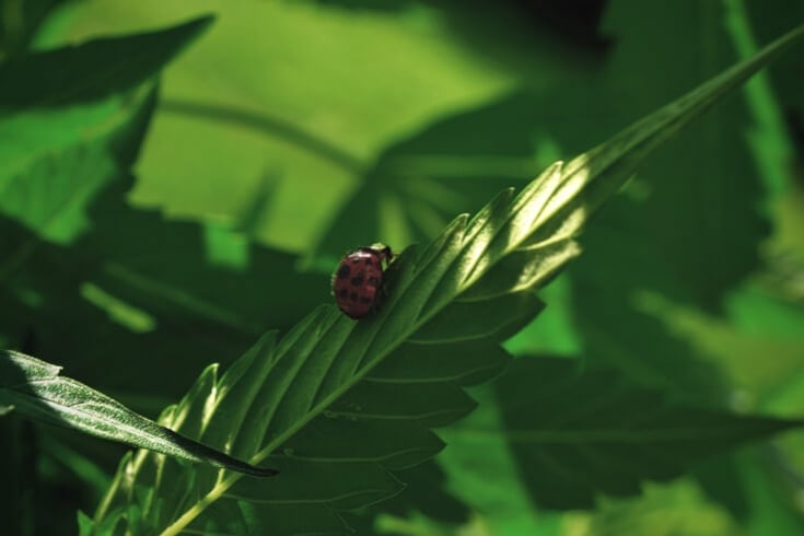 Cómo aplicar el control biológico de plagas en plantas de marihuana