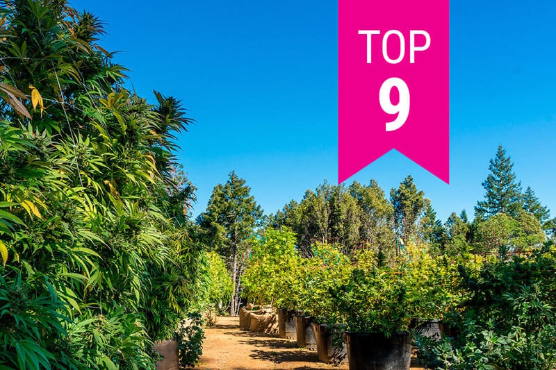 Las 9 mejores variedades de marihuana californiana de 2025