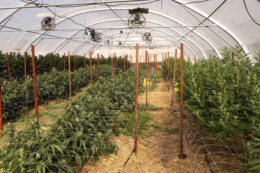 La iluminación y el cultivo de marihuana en invernadero