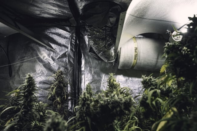 Los mejores materiales reflectantes para cultivar marihuana en interior