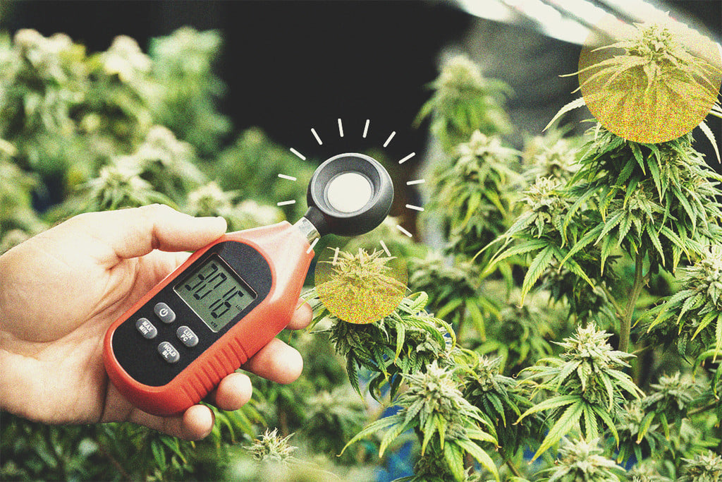 Cómo usar un luxómetro para aumentar las cosechas de marihuana