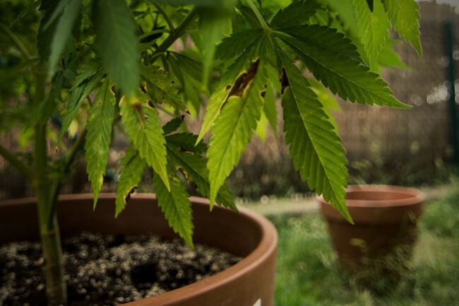 Cómo reconocer y prevenir la Alternaria en tus plantas de marihuana
