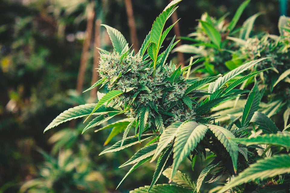 Cómo Cultivar Marihuana En Exterior (Guía 2025)