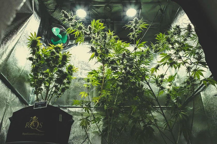 Cultivo interior de marihuana: paso a paso completo